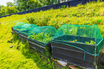 Raised garden beds with green mesh covers protecting young strawberry plants on sunny grassy slope. Sweden.