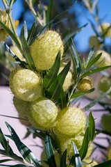 Close-Up of Seed Pods of Gomphocarpus fruticosus Plant