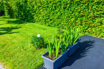 Close up view of green lawn with blooming peony and gladiolus seedlings in garden flower pots. Sweden.
