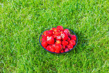 Glass bowl with ripe strawberries on fresh green grass in summer sunlight. Sweden.