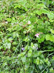 Blackberry thickets in the forest after rain.