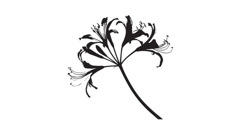 Elegant agapanthus flower silhouette against a bright white background