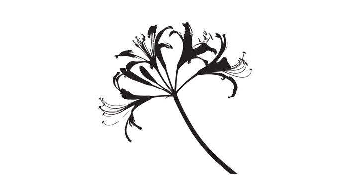 Elegant agapanthus flower silhouette against a bright white background
