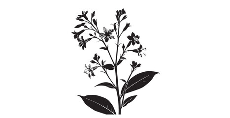 Detailed black and white botanical illustration of a flowering plant silhouette