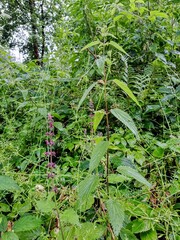 background, Nettles in the moss thickets.