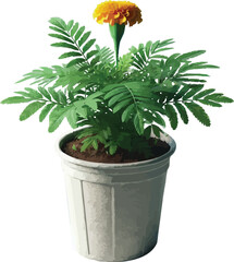 Realistic  marigold plant