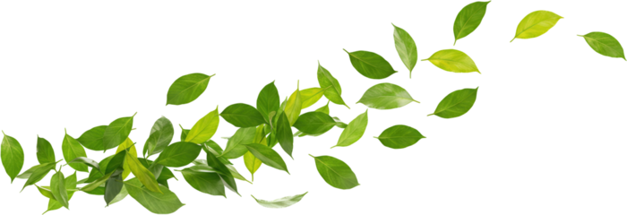 Green leaves blowing in the wind