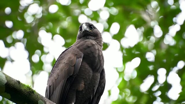 Dark Hawk Perched on Tree Branch with Green Bokeh Forest Background