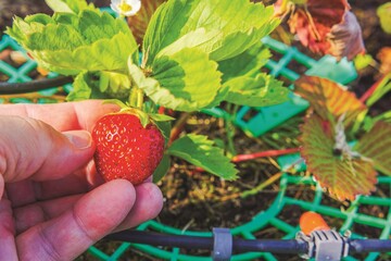 Hand picking ripe strawberry from plant with green leaves and irrigation system in summer garden. Sweden.