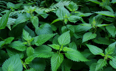 A solid background of thorny stems and juicy leaves of nettles stock image for backgrounds 