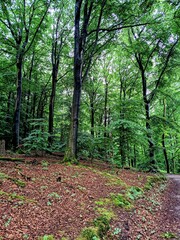  Deciduous green forest after rain.