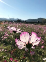 코스모스