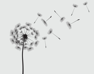 Vector illustration dandelion seed blowing in the wind. Dandelion on a white background.