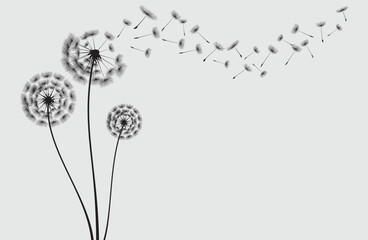 Vector illustration dandelion seed blowing in the wind. Dandelion on a white background.