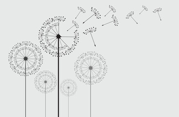 Vector illustration dandelion seed blowing in the wind. Dandelion on a white background.