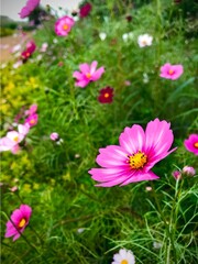 분홍 코스모스