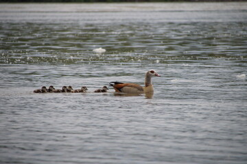 Entenfamilie im Wasser