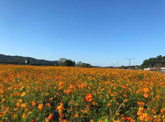 노란 코스모스 밭