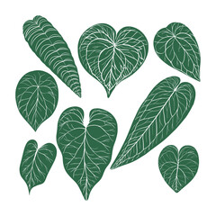 Fototapeta premium Collection of Anthurium Clarinervium Leaves with Deep Heart Shape, Velvety Dark Green Texture, and Striking White Vein Patterns, Varying in Size and Orientation for Unique Botanical Display