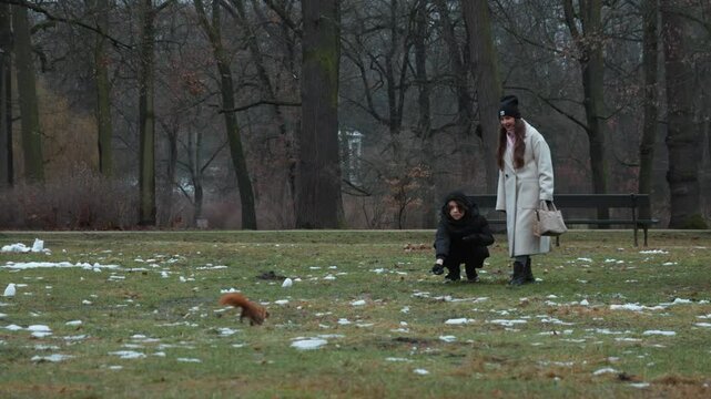 A mother and son on a walk encounter a wild squirrel in a winter park. The family tries to attract the animal, interacting with urban wildlife on a lawn with patches of snow.