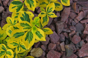 Even level of decorative granite rubble on a flowerbed with a colored artificial plant for...