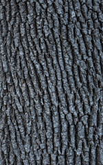 Tree trunk texture, dark brown or gray bark with deep stripes