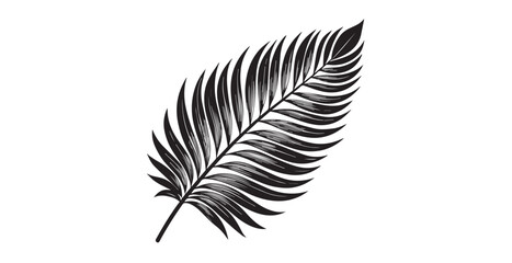 Elegant black palm frond leaf with delicate lines in silhouette