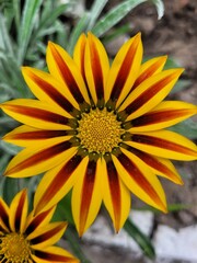yellow flower in the garden