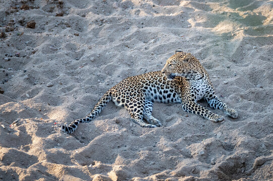 A young leopardess lies on the soft river sand and surveys her surrounds. 