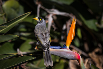 Australian Honeyeater bird feeding on a vibrant bird of paradise flower in the sun.