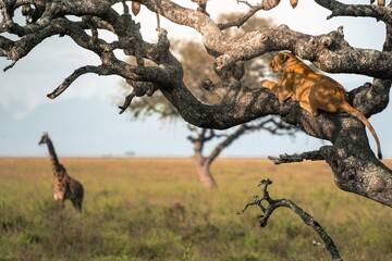 Lioness in tree surveying the plains – Serengeti, Tanzania