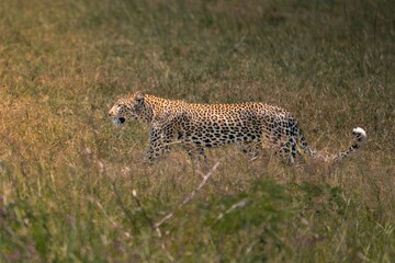 Leopard Walking Through Tall Grass – Serengeti, Tanzania