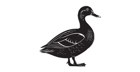 Detailed black duck with white accents standing on a white background silhouette