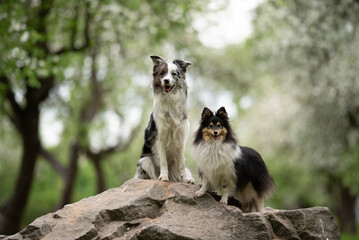 A merle border collie and a fluffy sheltie stand together on a large rock in a serene park. The...