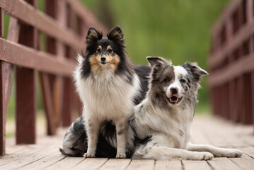Two friendly dogs, a merle Border Collie and a Sheltie, relax together on a wooden bridge...