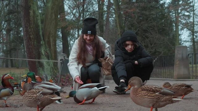 A mother and son feed a flock of ducks with grains on a path in a winter park. The many birds eat the food from the ground, creating a calm and peaceful atmosphere.