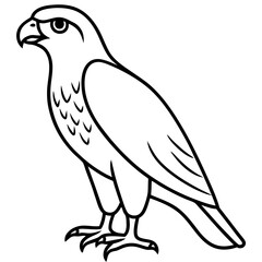 Fototapeta premium Hawk line art vector