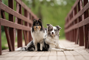 A merle Border Collie rests on a wooden bridge while a Sheltie stands beside it, both enjoying the...