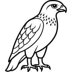 Fototapeta premium Hawk line art vector