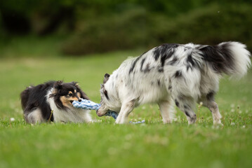A lively merle Border Collie and a fluffy Sheltie are engaged in a tug-of-war with a rope toy in a spring park