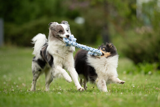 Two energetic dogs, a merle border collie and a sheltie, joyfully tug at a rope toy while running in a lush green park during the vibrant spring season