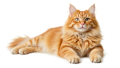 Fluffy orange cat lying down with piercing green eyes on white background