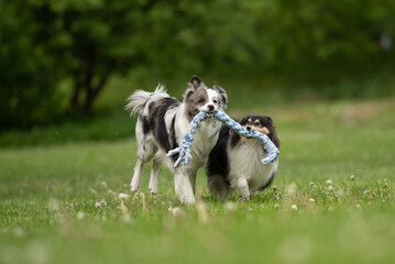 A merle Border Collie and a fluffy Sheltie enjoy playful moments in a lush spring park, joyfully...