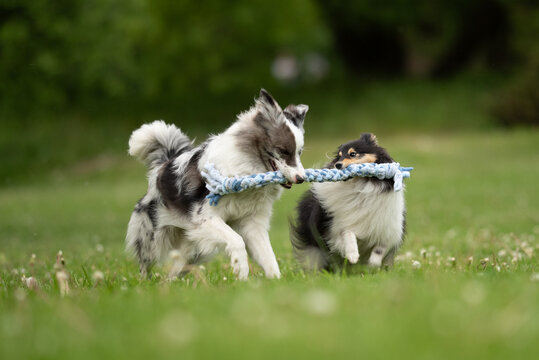 A merle Border Collie and a fluffy Sheltie are enjoying a playful moment, tugging at a rope toy in a lush green park surrounded by blooming spring flowers