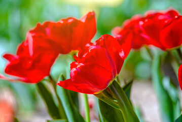 Naklejka premium red tulips bloom on a green natural background