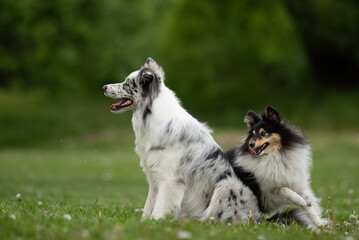 Fototapeta premium Two dogs enjoy a sunny day in a spring park, showcasing a merle Border Collie with striking eyes and a fluffy Sheltie. They play happily, embodying friendship and vibrance in nature