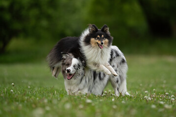 Two dogs, a merle Border Collie and a fluffy Sheltie, play together joyfully in a spring park, surrounded by lush green grass and blooming flowers