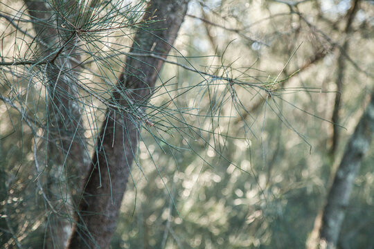 Sunlight shining off she-oak casuarina tree needles in a forest