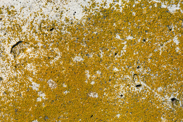 Yellow lichen texture on a concrete wall for background