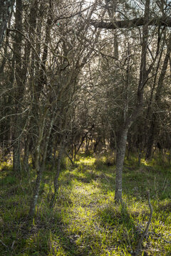 Sunlight shining through she-oak casuarina trees in a forest
